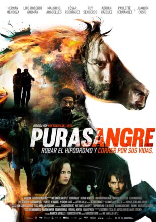Purasangre 2016 Dual Audio Hindi-English 480p 720p
