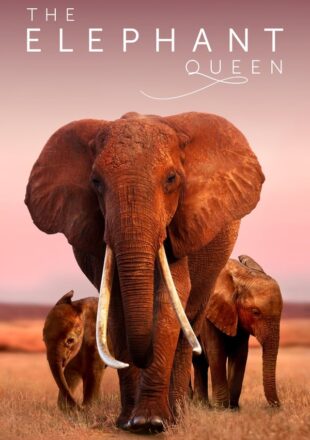 The Elephant Queen 2018 Dual Audio Hindi-English 480p 720p 1080p
