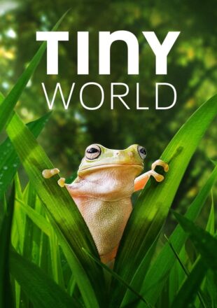 Tiny World Season 1-2 English With Subtitle 720p 1080p All Episode